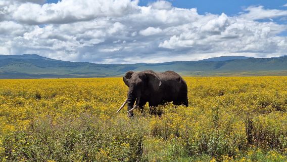 Ngorongoro Conservation Area