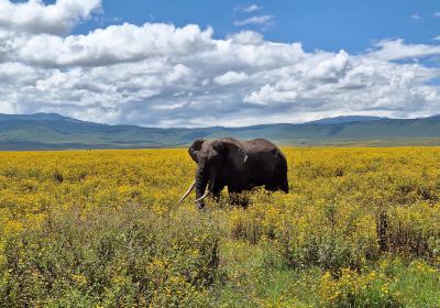 Ngorongoro Conservation Area