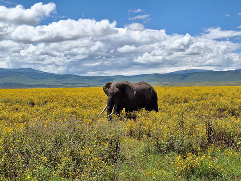 Ngorongoro Conservation Area