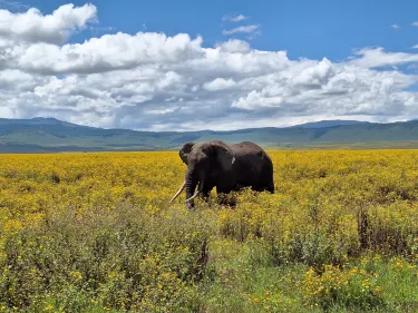 ンゴロンゴロ保全地域