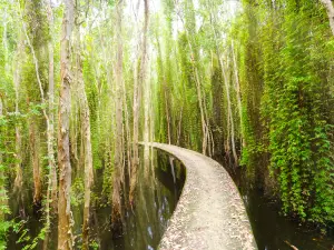 Mangrove Ecological Reserve