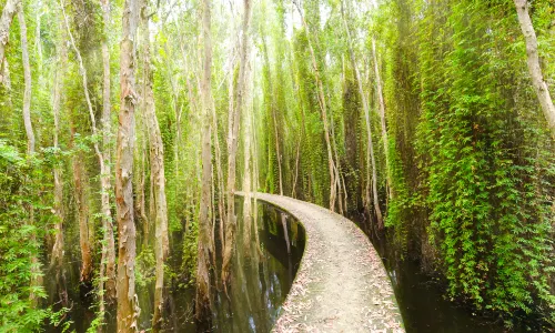 Mangrove Ecological Reserve