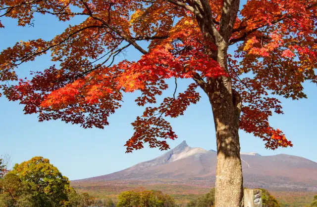 Hakodate Maple Viewing