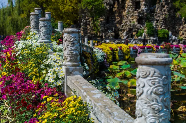 การชมดอกเบญจมาศที่คุนหมิง