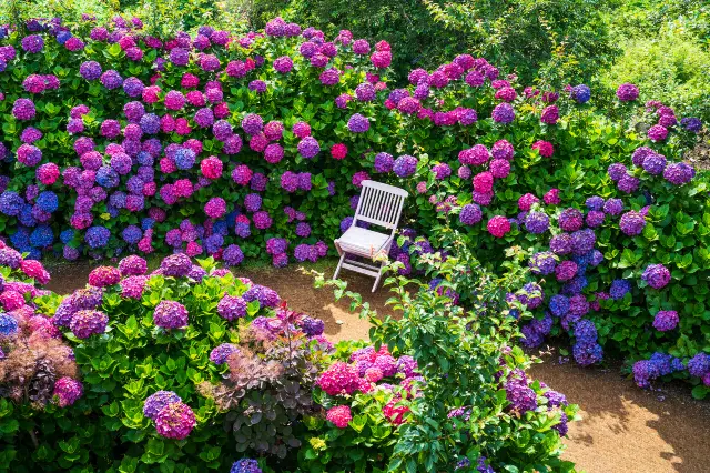 Hydrangea Viewing on Jeju Island