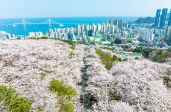 釜山的熱門特色體驗