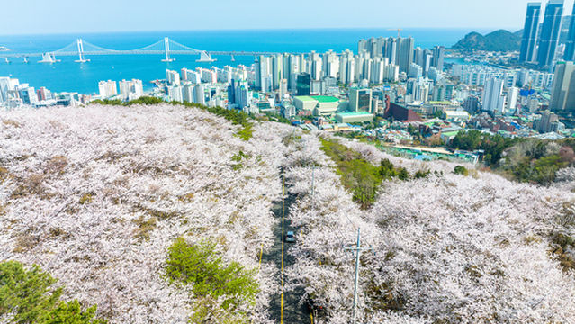 Cherry Blossom Viewing in Busan