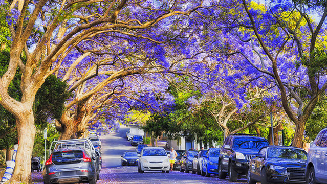 Jacaranda Tree Viewing in Sydney
