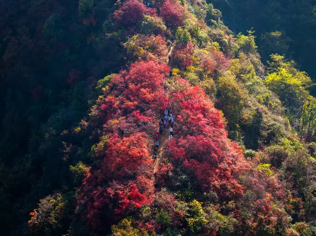 Fall Foliage Sightseeing in Xi'an