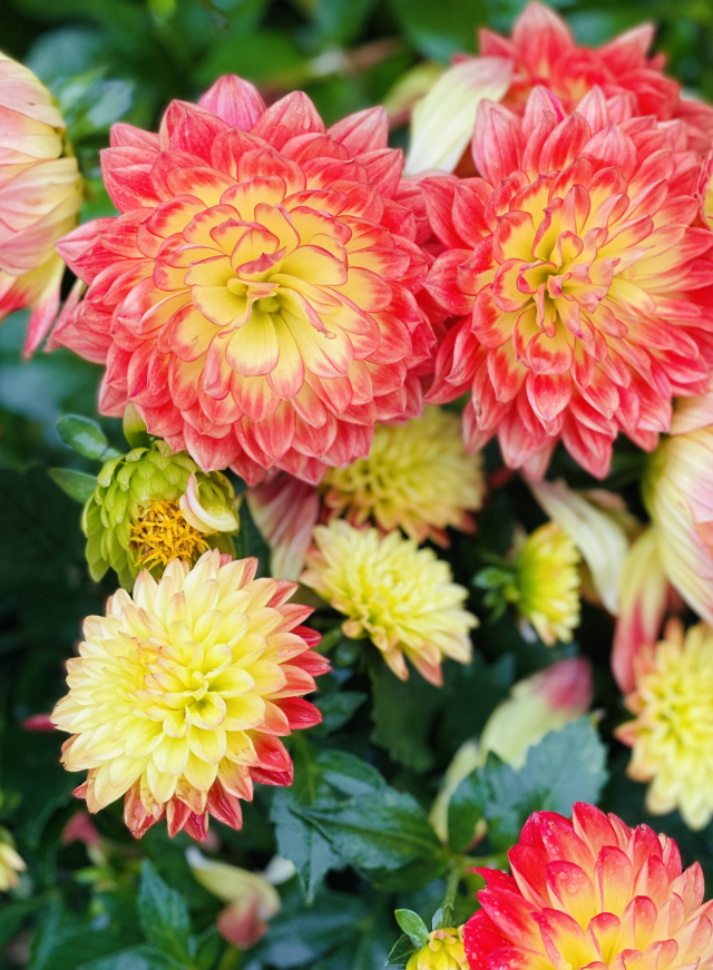 【重慶】第二十六屆菊花藝術展 | 中心景觀園