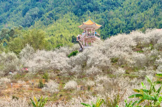 guang zhou shang mei hua