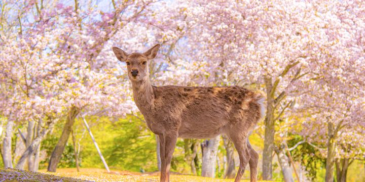 나라 공원