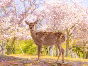 Parco di Nara