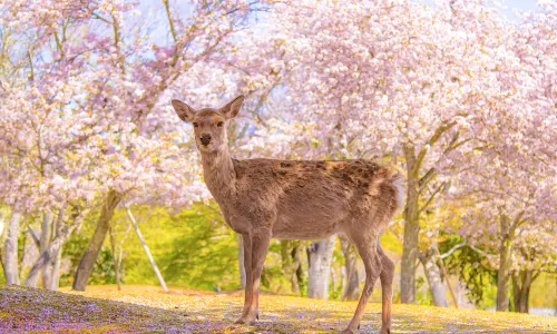 Nara Park