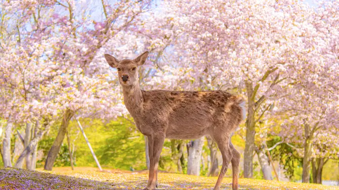 1_奈良公園