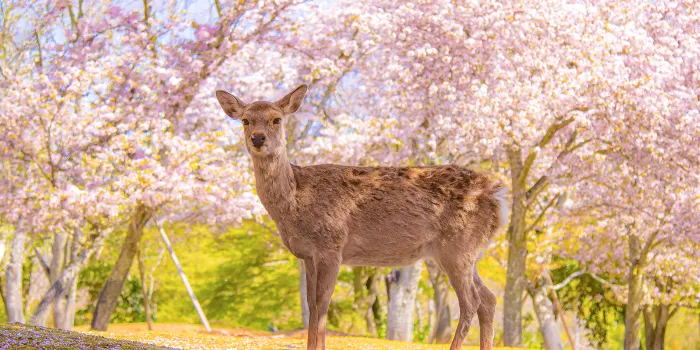 Parco di Nara image 0