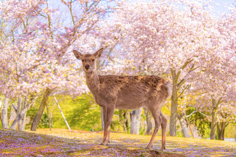 오사카에서 나라 당일치기 추천 여행 코스