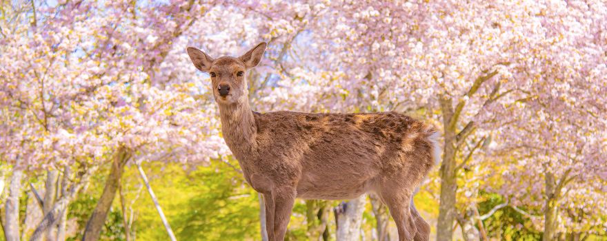 Nara Park