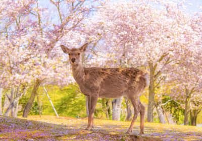 Nara Park