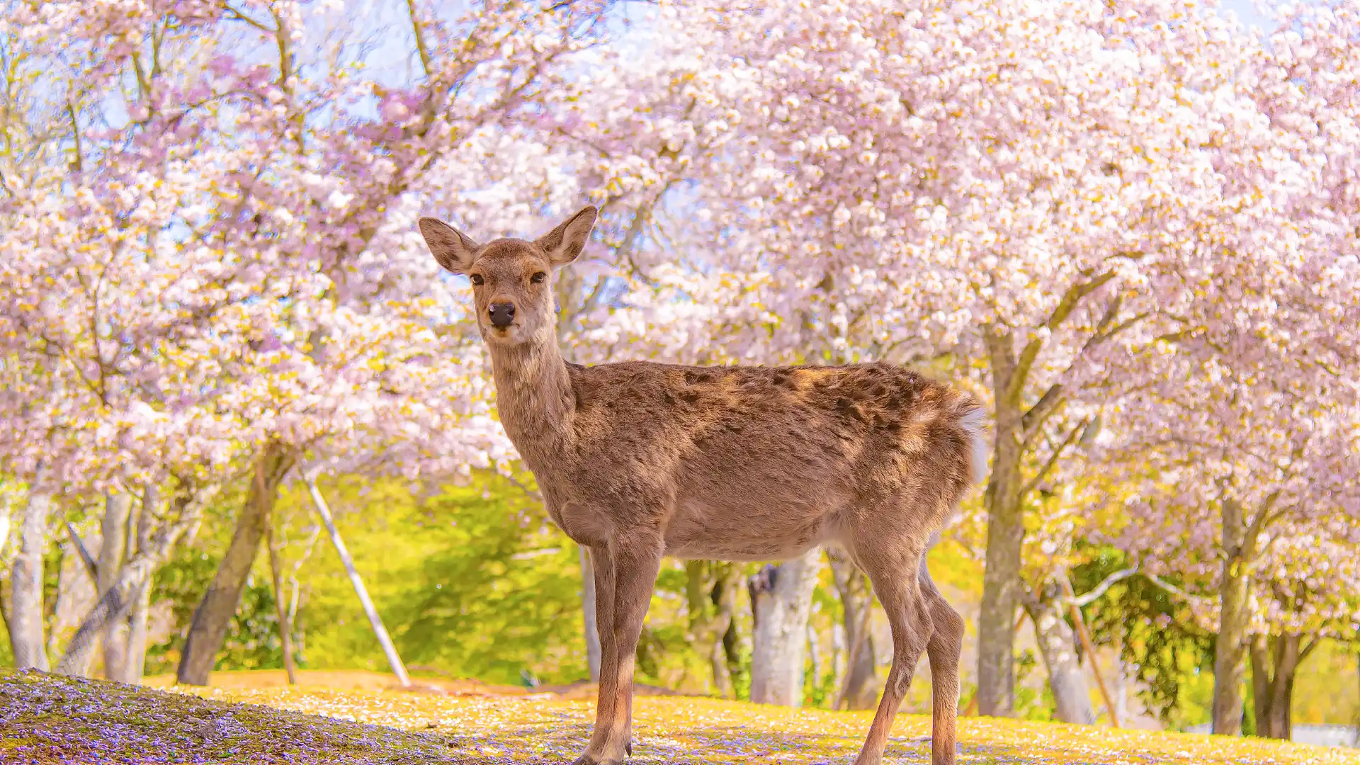 奈良公園附近的飯店