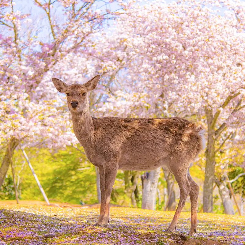 奈良公園