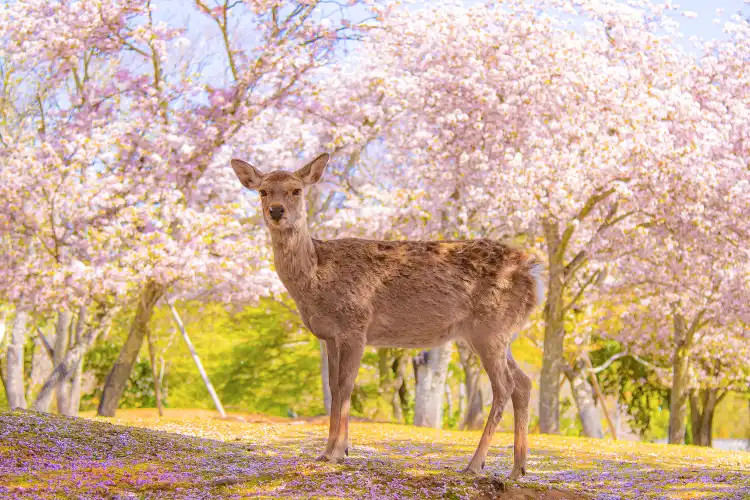 Hotels near Nara Park