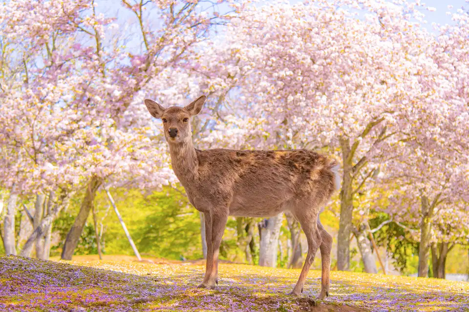1_奈良公園
