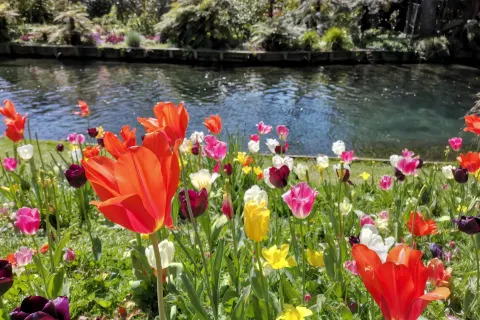 Mona Vale Garden Park