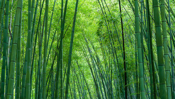 Wufeng Mountain National Park