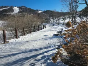 Popular Ski Resorts in Pyeongchang-gun