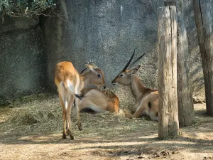 Paris Zoological Park