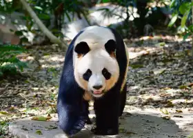 Safari Park Shenzhen