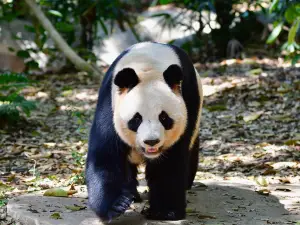 Safari Park Shenzhen