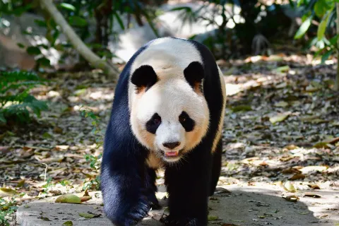 Safari Park Shenzhen