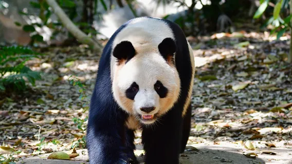 Safari Park Shenzhen