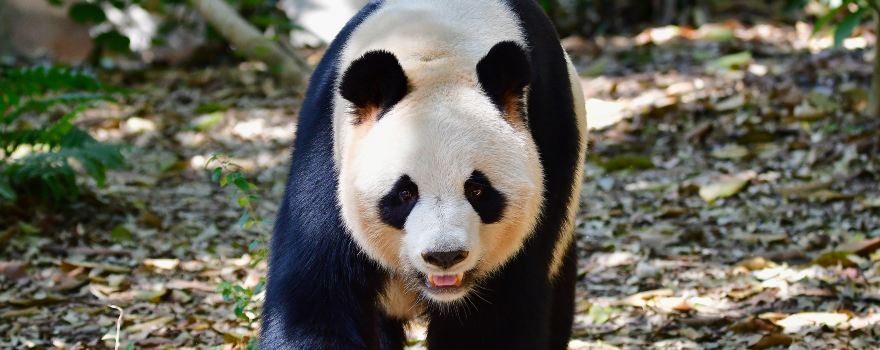 Safari Park Shenzhen