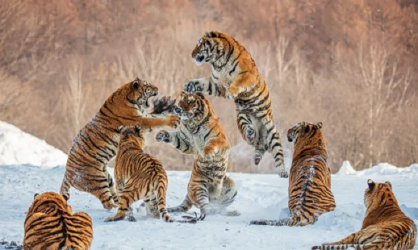 Hengdao Tiger Forest Park