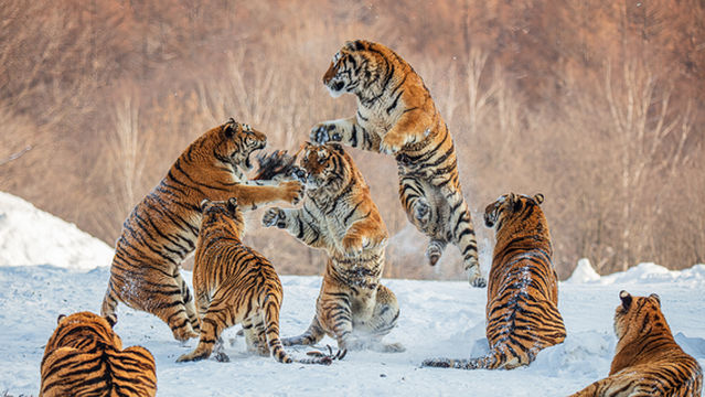 Hengdao Tiger Forest Park