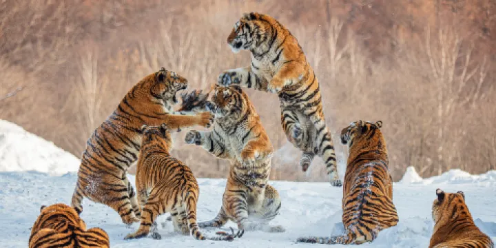 橫道河子東北虎林園
