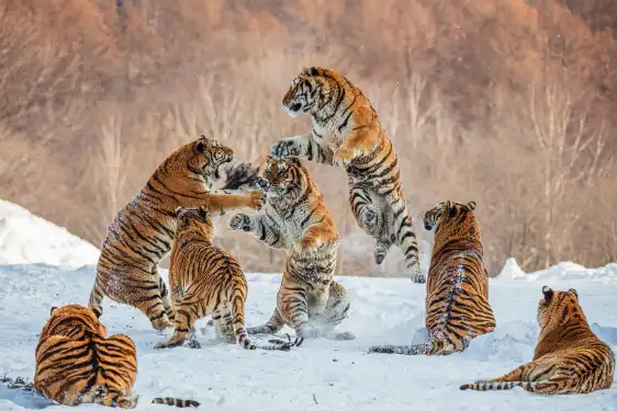 Hotels near Hengdao Tiger Forest Park