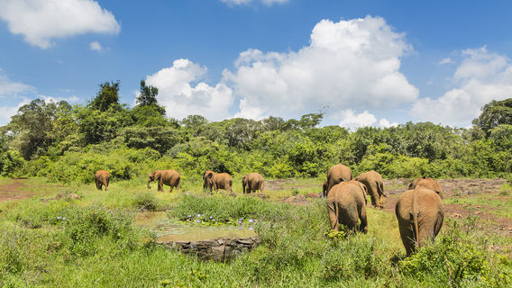 Nairobi Animal Orphanage