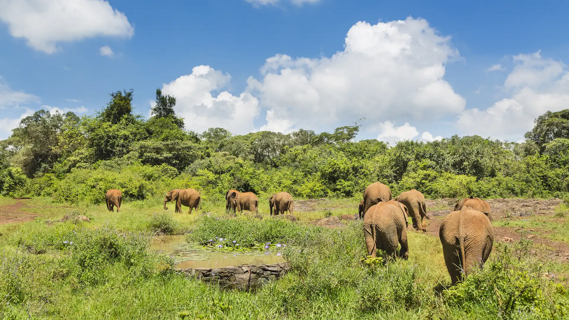Hotels near Nairobi Animal Orphanage