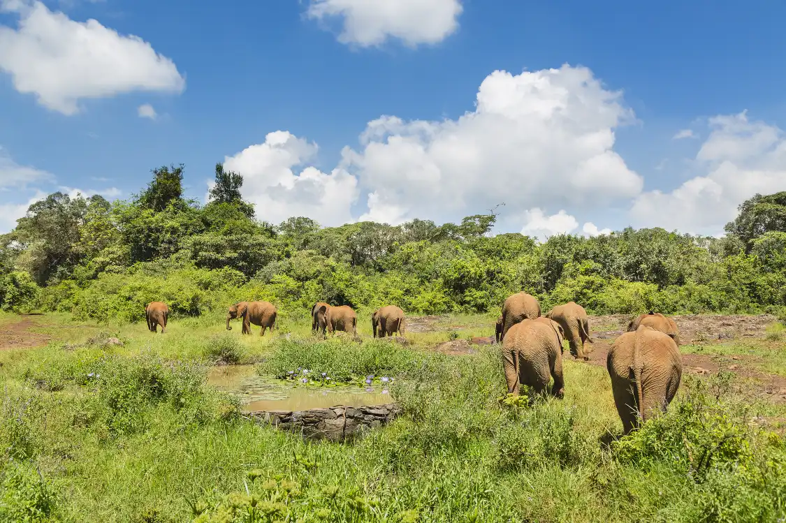 Hotels near Nairobi Animal Orphanage