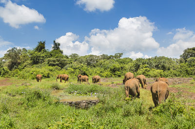 Nairobi Animal Orphanage