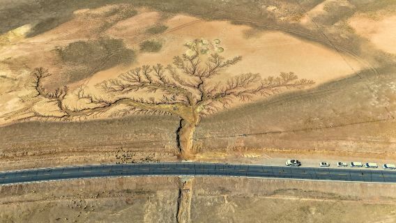 "Tree of the Earth" in Ngari Prefecture