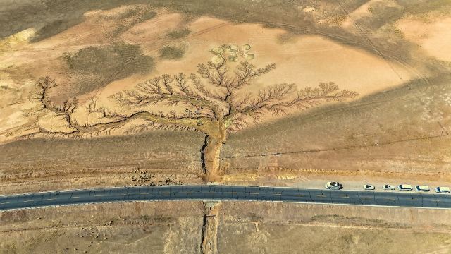 "Tree of the Earth" in Ngari Prefecture