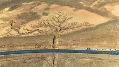 "Tree of the Earth" in Ngari Prefecture