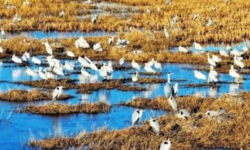 Qianhe Island Tourist Scenic Area