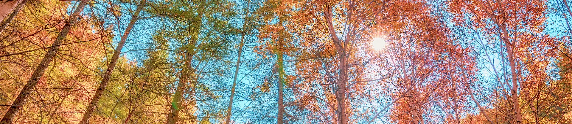 Fall Viewing Attractions