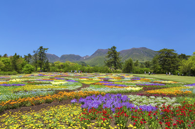 久住花公園：四季折々の花が咲き誇り、絵のような風景 | Trip.com 竹田市